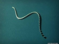 image of sea_snake