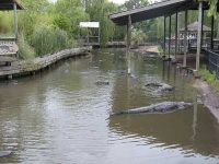 image of american_alligator