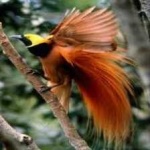 image of bird
