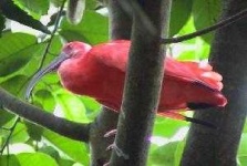 image of ibis