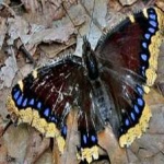 image of animal