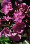 image of flower