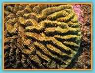 image of coral #12