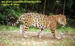 image of jaguar_car