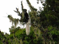 image of colobus #13