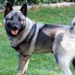 image of animal