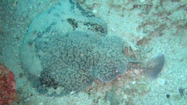 image of electric_ray