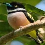image of bird