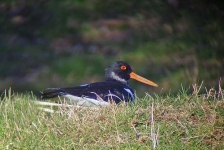 image of oystercatcher