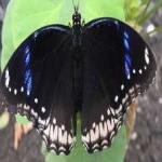 image of animal