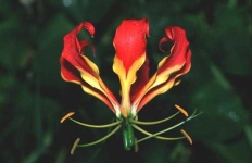 image of fire_lily #0