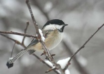 image of chickadee
