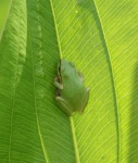 image of animal