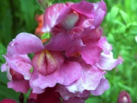 image of flower