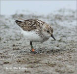 image of sandpiper #4