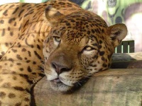 image of jaguar_car