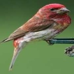 image of bird