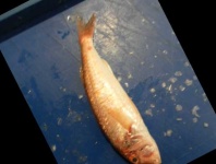 image of fish