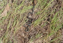image of ringneck_snake