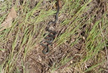 image of ringneck_snake #21