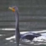 image of bird