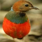 image of bird
