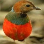 image of red_bellied_pitta #24