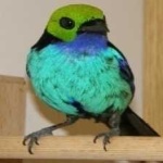 image of bird