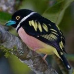 image of bird