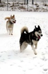 image of eskimo_dog #1