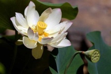 image of flower