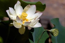 image of lotus #4