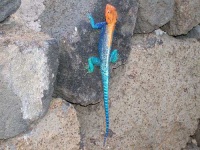 image of agama