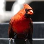 image of bird