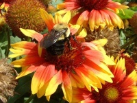 image of flower