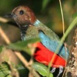 image of red_bellied_pitta #19