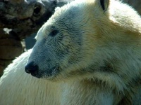 image of ice_bear