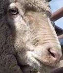 image of animal