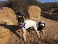 image of toy_terrier