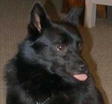 image of schipperke