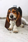 image of basset_hound #9