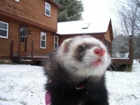 image of black_footed_ferret