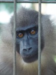 image of guenon