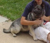 image of norwegian_elkhound