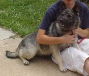 image of norwegian_elkhound #1