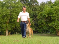 image of malinois