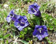 image of flower