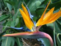 image of bird_of_paradise_flower #50