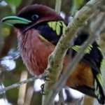 image of banded_broadbill #21