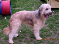 image of briard